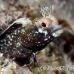 blenny_roughhead_bw_wc_h_0378_tci1312.jpg